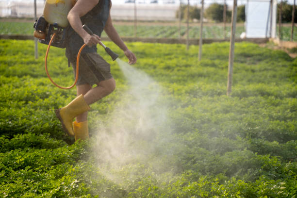 Best Pest Control Near Me  in Rogersville, TN