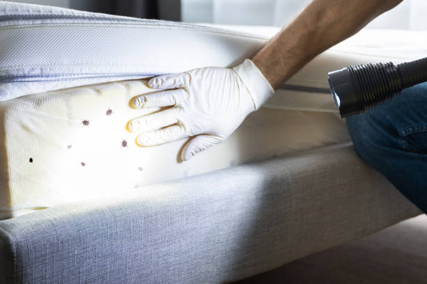 Best Insect Control  in Rogersville, TN