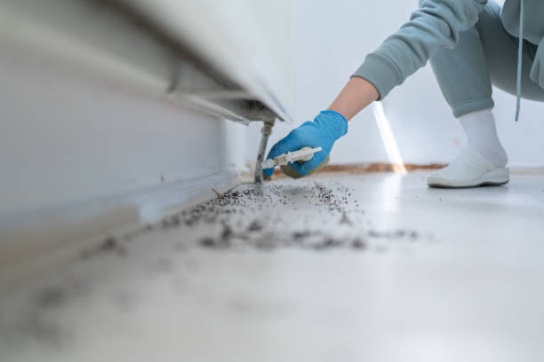 Best Affordable Pest Control Services  in Rogersville, TN
